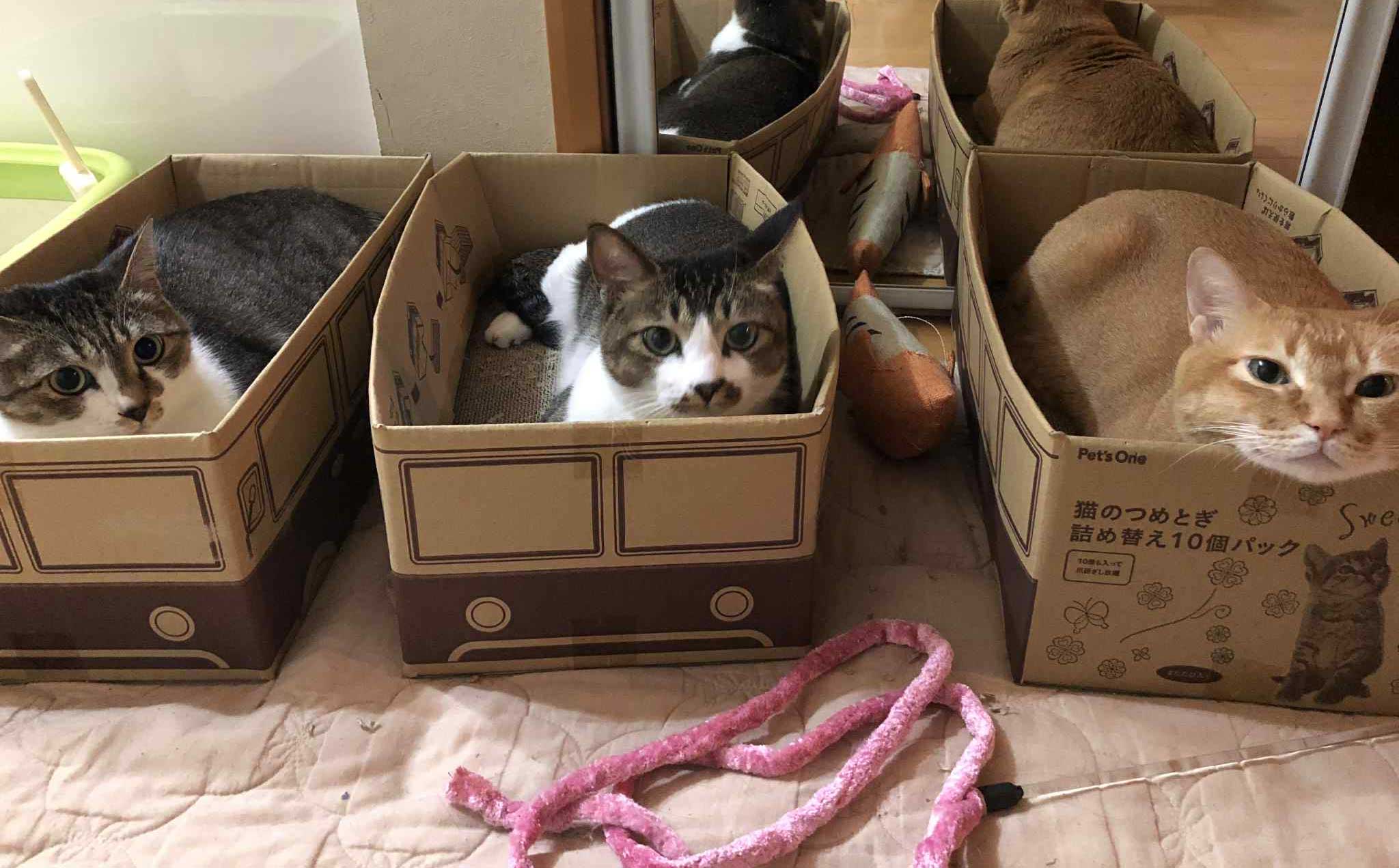 荒川さんペット