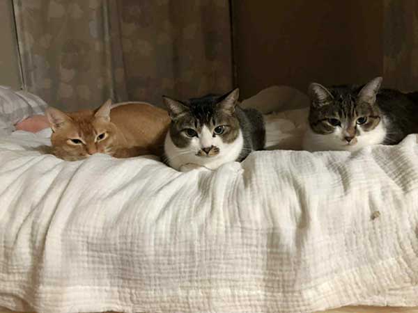 荒川さんペット